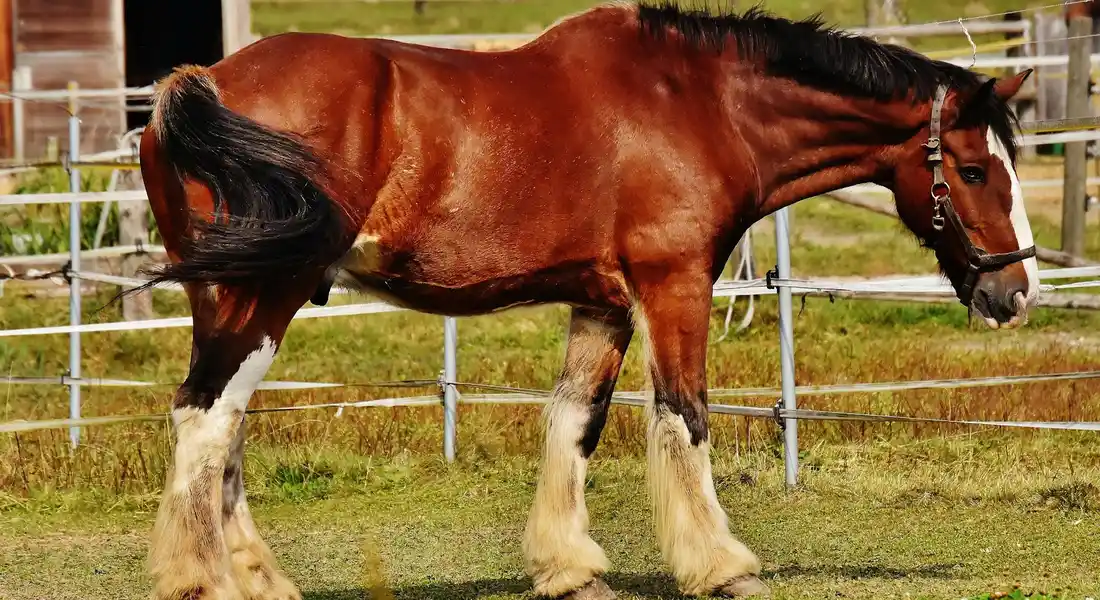 Brown horse with white markings on its legs walking in a fenced paddock.