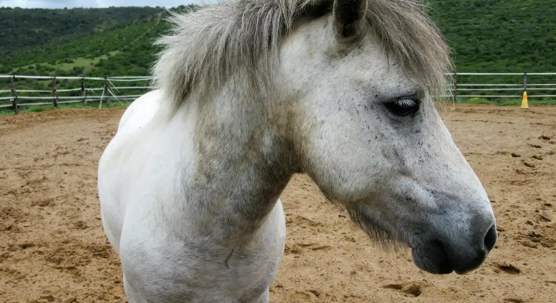 Close-up of a light gray horse's head in a sandy paddock with a wooden fence in the background.