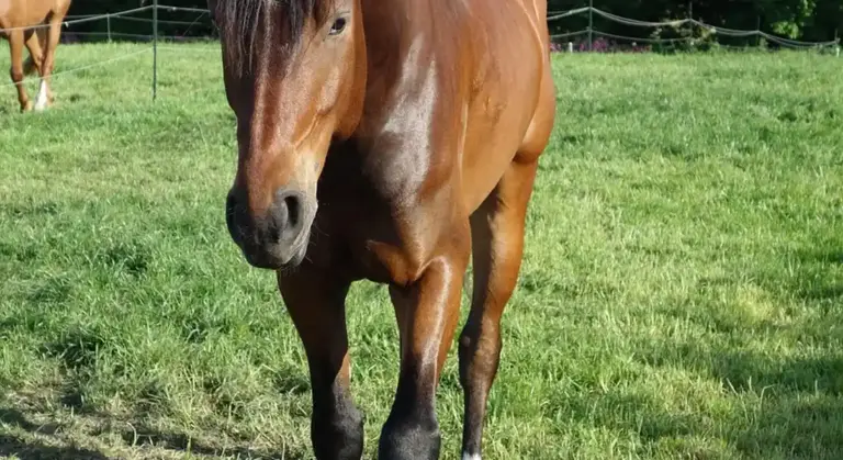 Close-up of a chestnut horse with a dark mane standing in a sunlit pasture.
