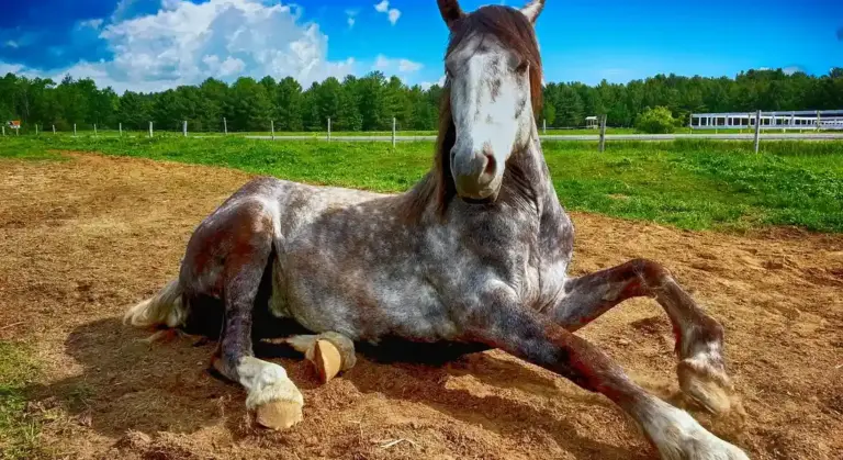 Grey and white horse lying on dirt in a fenced pasture with green grass, trees, and a blue sky