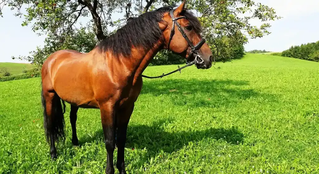 Riding an Older Horse: How to Assess Fitness and Ensure Comfort