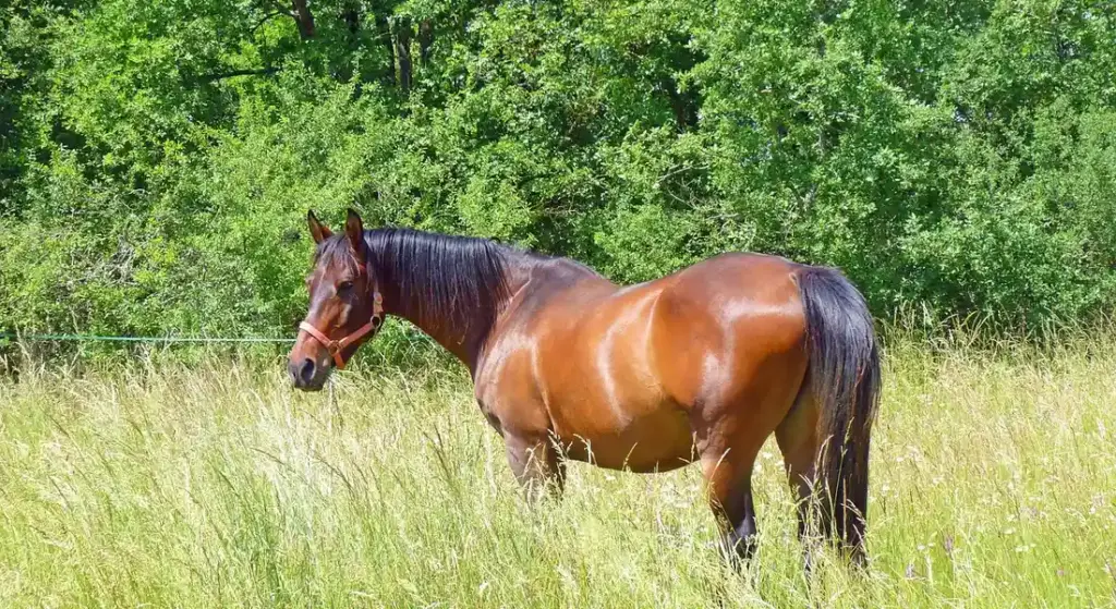 Horse Breeding Fundamentals: Your Blueprint for a Safe and Sound Program