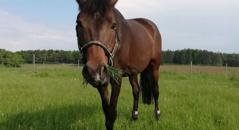 Brown horse wearing a halter standing in a grassy pasture
