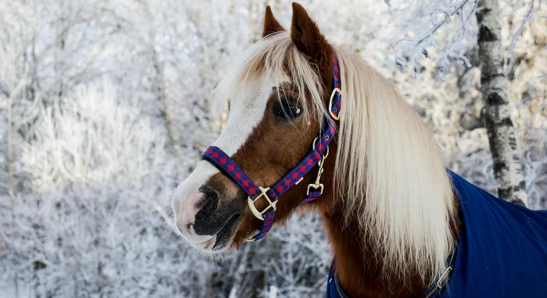 Profile of a horse wearing a purple halter in a snowy landscape, with a blue blanket.