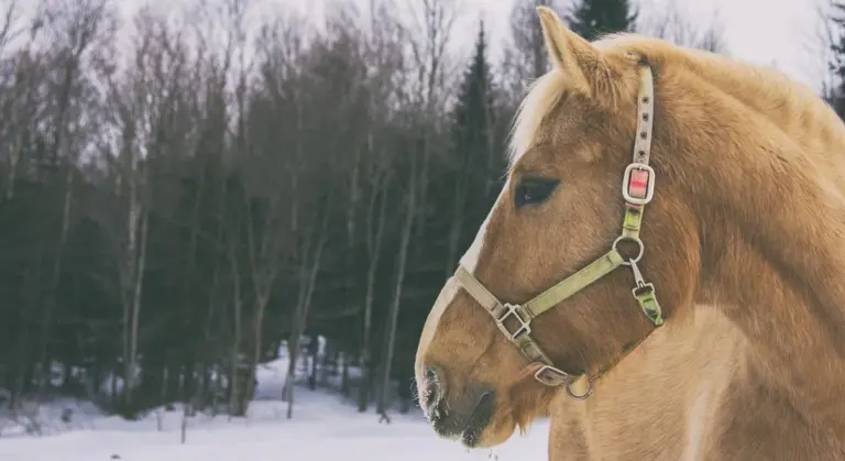 Profile of a palomino horse wearing a halter in a snowy, wooded landscape.