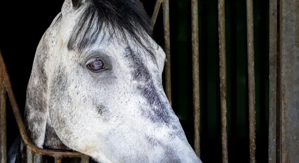 Navigating Tax Deductions for Horse Owners: A Practical Guide