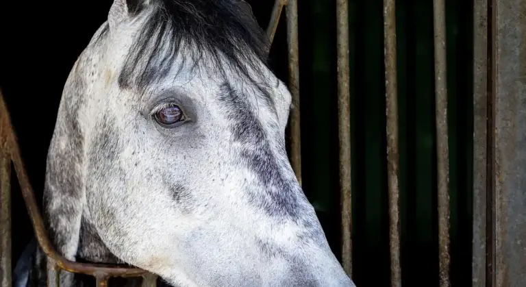 Close-up of a light-gray horse peering from its stall bars