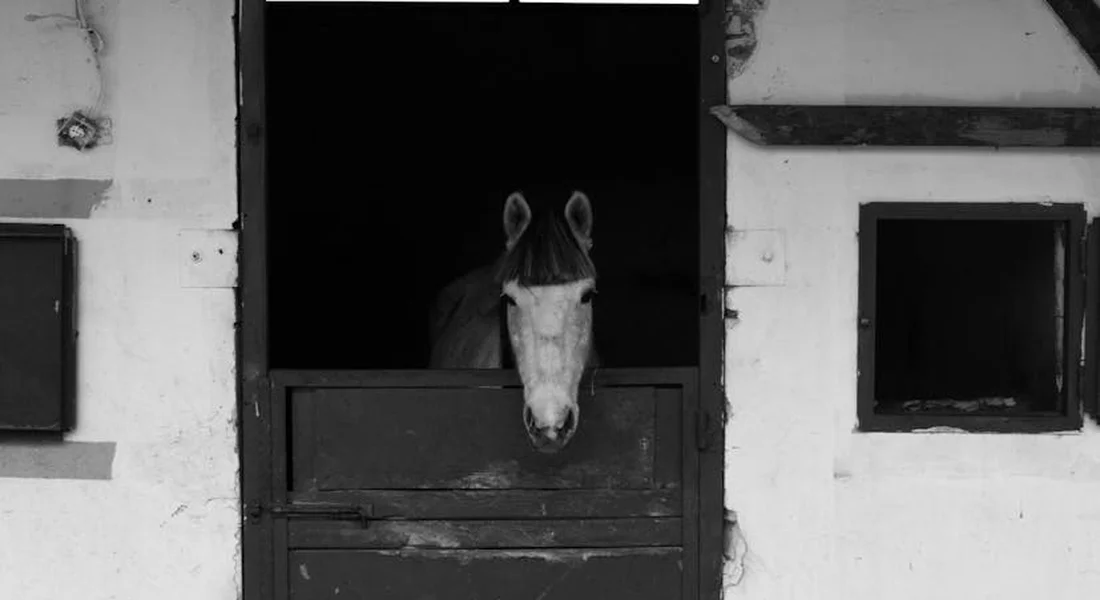 A horse peeks out of a stable doorway in a black-and-white photograph.