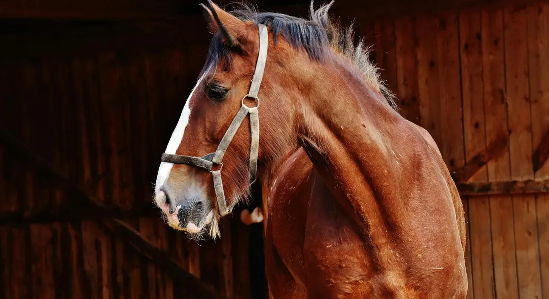 Chestnut horse wearing a white halter in a dark wooden barn, looking to the left.