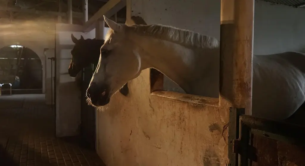 Build a Safe and Stimulating Home for Your Horse: A Barn Manager’s Blueprint