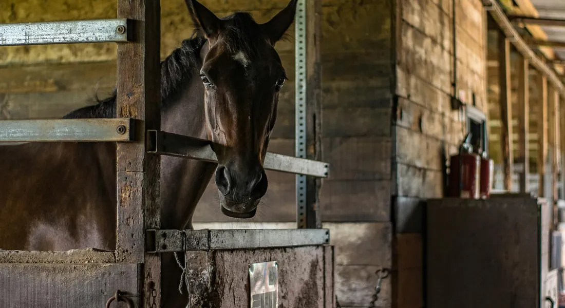 A dark horse leans out of a wooden stable stall, looking toward the camera with a calm but alert expression.