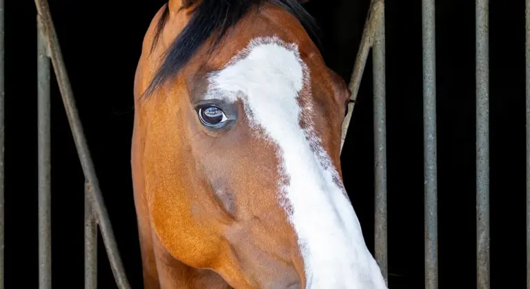 Horse peeking from inside a stall with vertical metal bars.