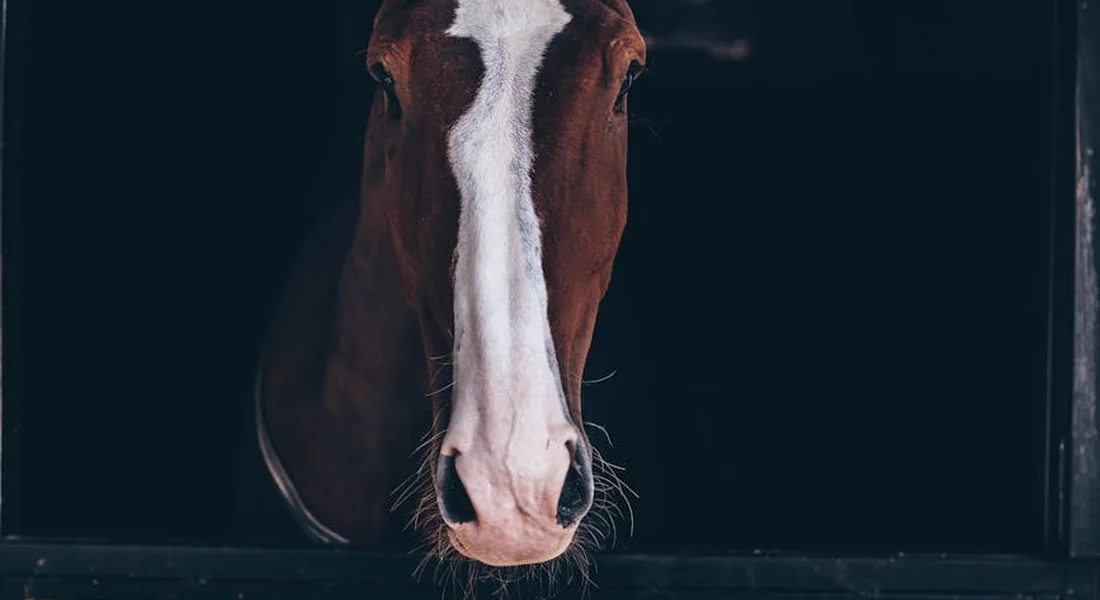 Close-up of a horse's head peering out from a dark stable doorway.