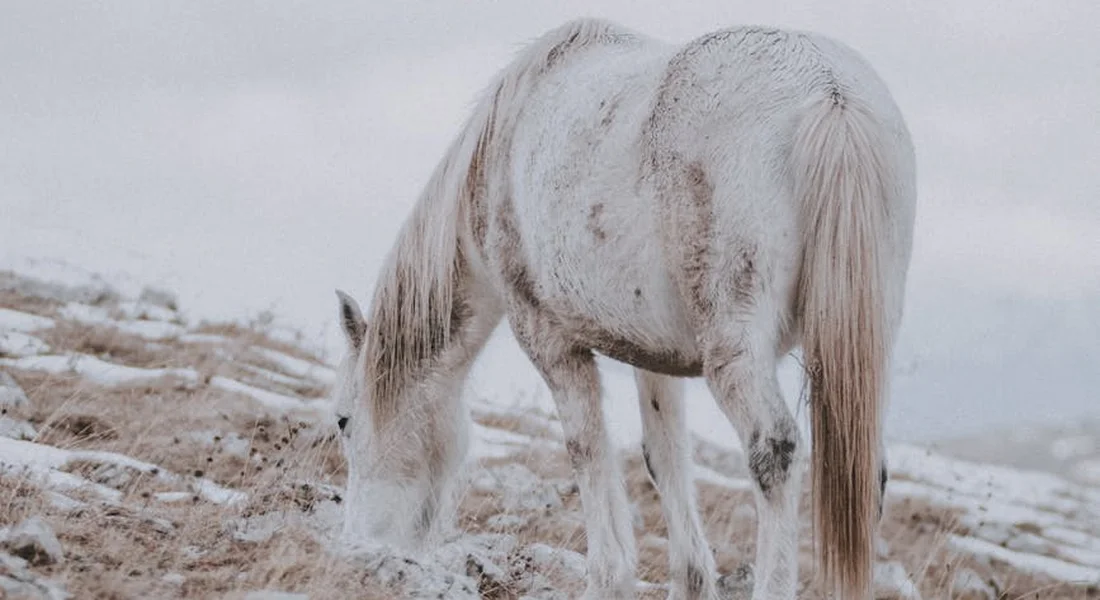 A pale horse with its head lowered in a snowy, rocky field.