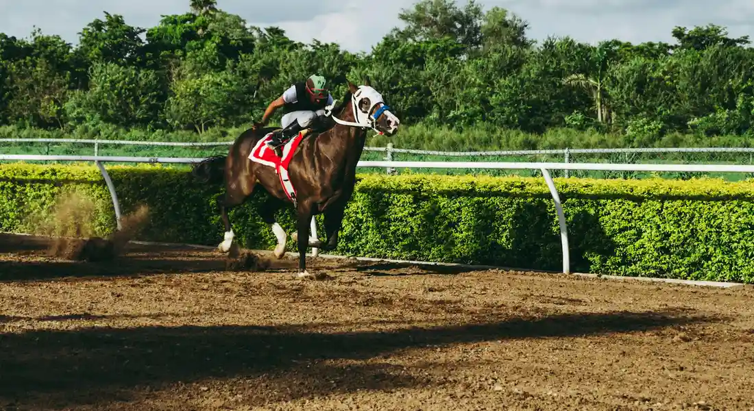 A horse galloping on a dirt racetrack with a rider wearing a helmet and racing gear, framed by a white rail and green hedges.