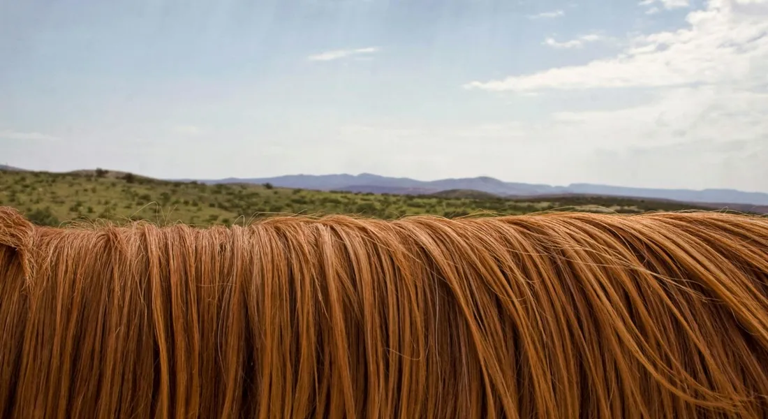 Close-up of a horse's chestnut mane with a desert landscape in the distance