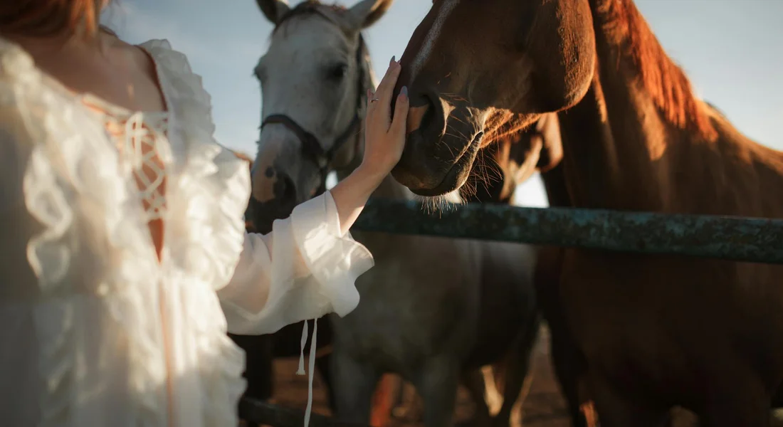 Person in a white blouse reaches to touch a brown horse behind a rail; a gray horse stands nearby.