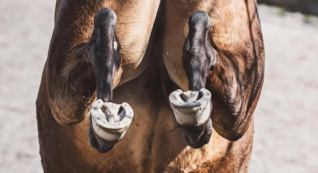 Close-up of a horse's two hind legs raised in a kicking posture.