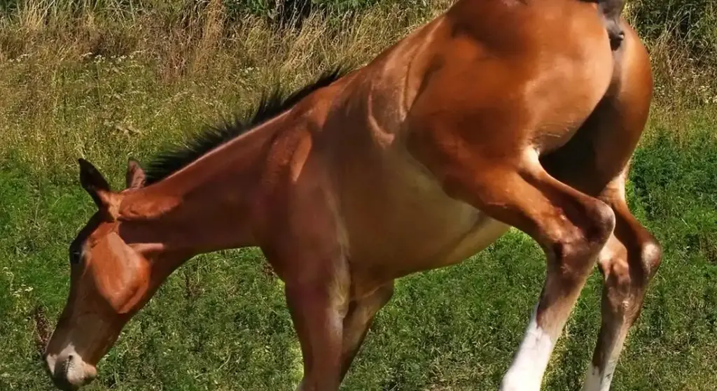 Prevent Horse Kicking: A Practical Guide to Force, Reasons, and Safety