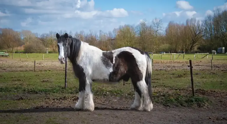 A black and white pinto horse with a long mane and feathered legs stands in a fenced paddock on a sunny day.
