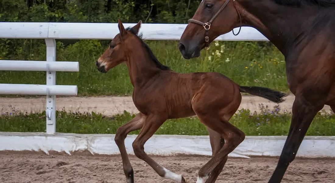A foal trotting beside a larger horse in a sandy paddock, with extended forelimbs and bent hind legs illustrating limb angles and joint action during movement.