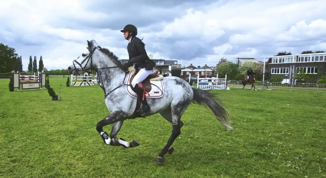 A rider on a gray horse jumping over a small obstacle on a grassy field; show arena and buildings visible in the background.