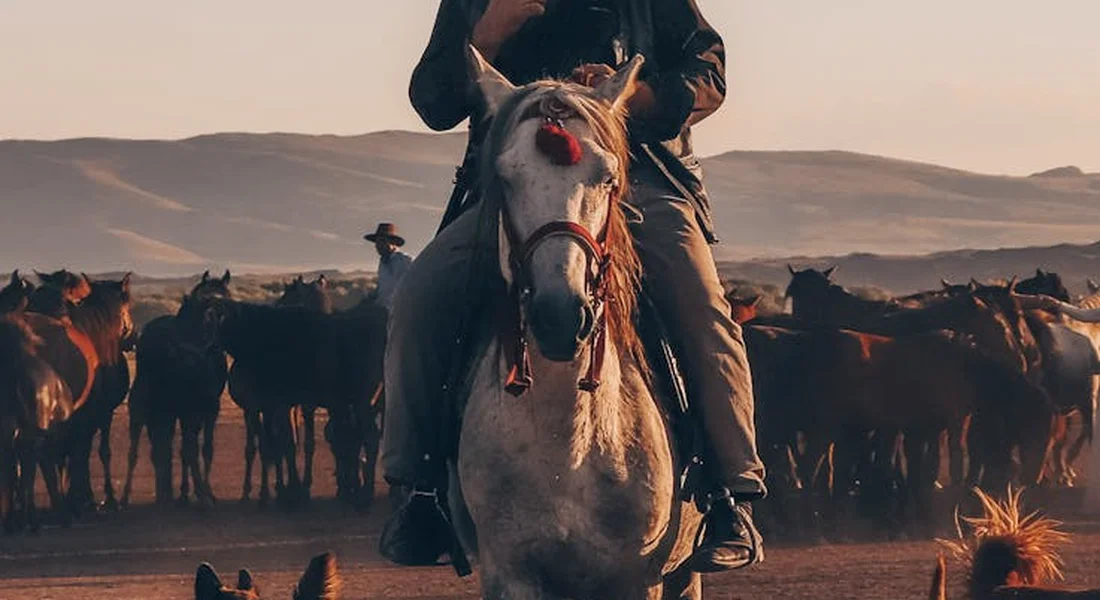 Rider mounted on a horse in a dusty arena with a herd of horses in the background