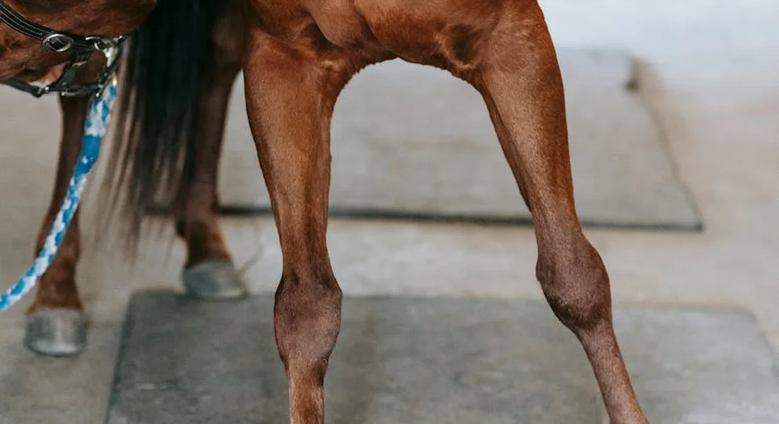 Close-up of a horse's muscular legs with a blue lead rope, highlighting leg strength and conditioning.