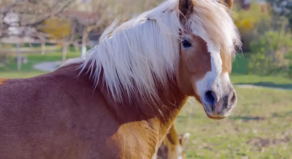 How to Lunge a Horse: A Step-by-Step Guide for Exercise and Training
