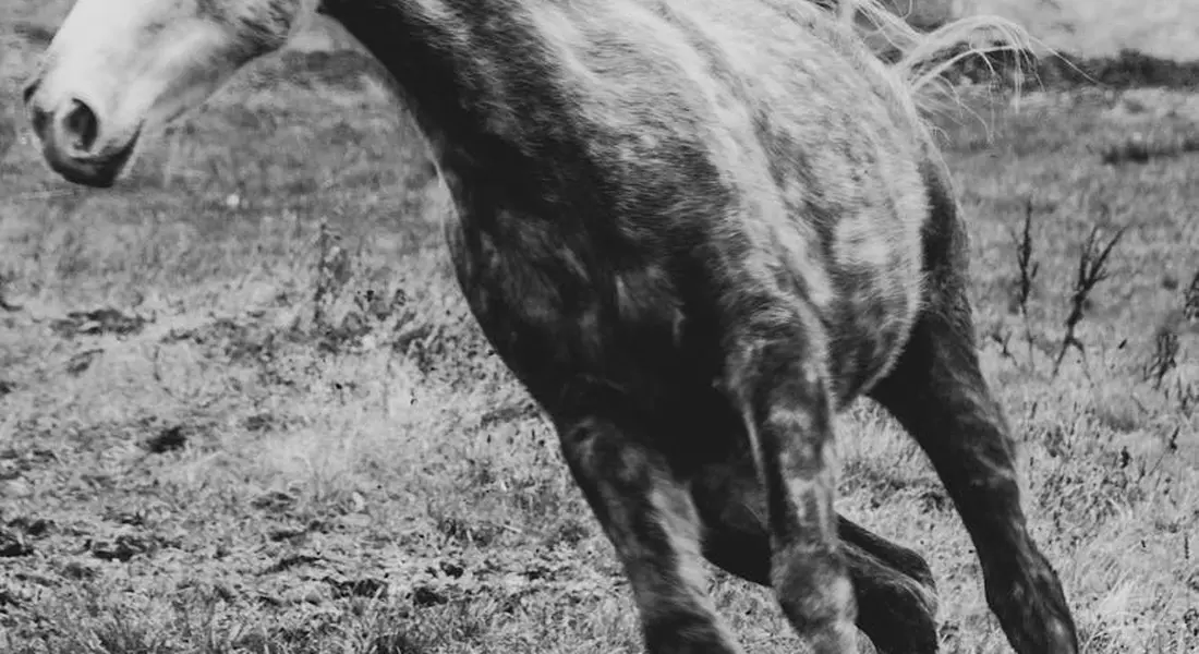 Black-and-white photograph of a horse running across a grassy field, with its mane in motion.