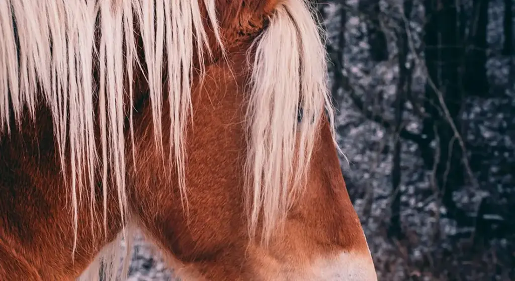 Why Do Horses Have Manes? Understanding Their Purpose and Function