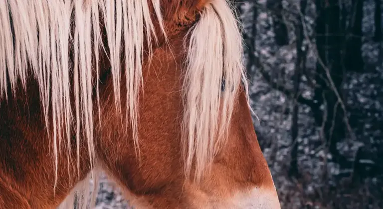 Close-up of a horse's head with a light-colored mane and brown coat, set against a snowy, forested background.