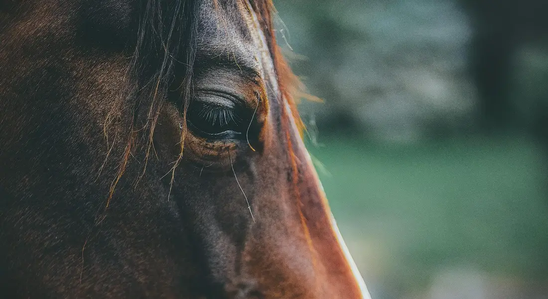 Close-up of a horse's head emphasizing the mane and eye, against a blurred green background