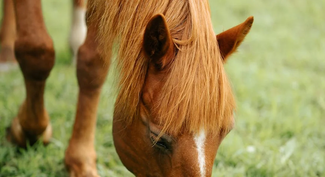 Close-up of a chestnut horse with a flowing mane grazing on green grass