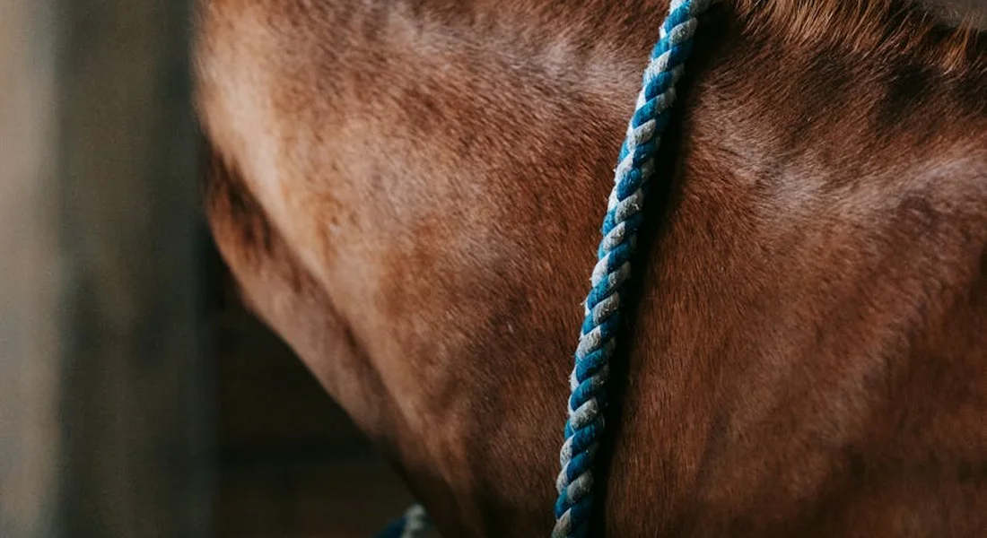 Close-up of a horse's neck and mane with a blue rope halter