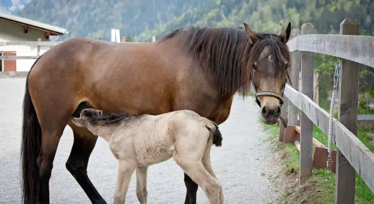 Brown mare standing beside a pale foal that is nursing, in a gravel paddock with a wooden fence and mountains in the background.