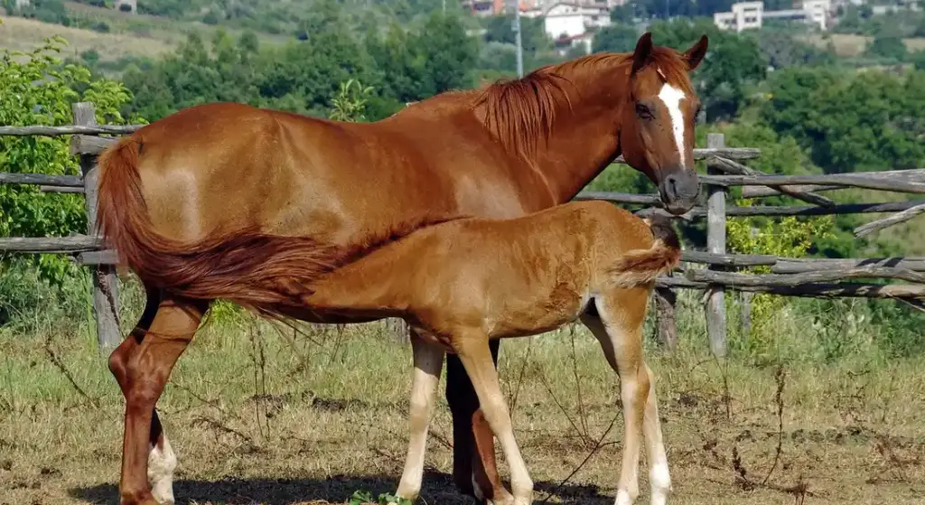 Fueling the Equine Athlete: How to Create a Balanced Diet for a Performance Horse