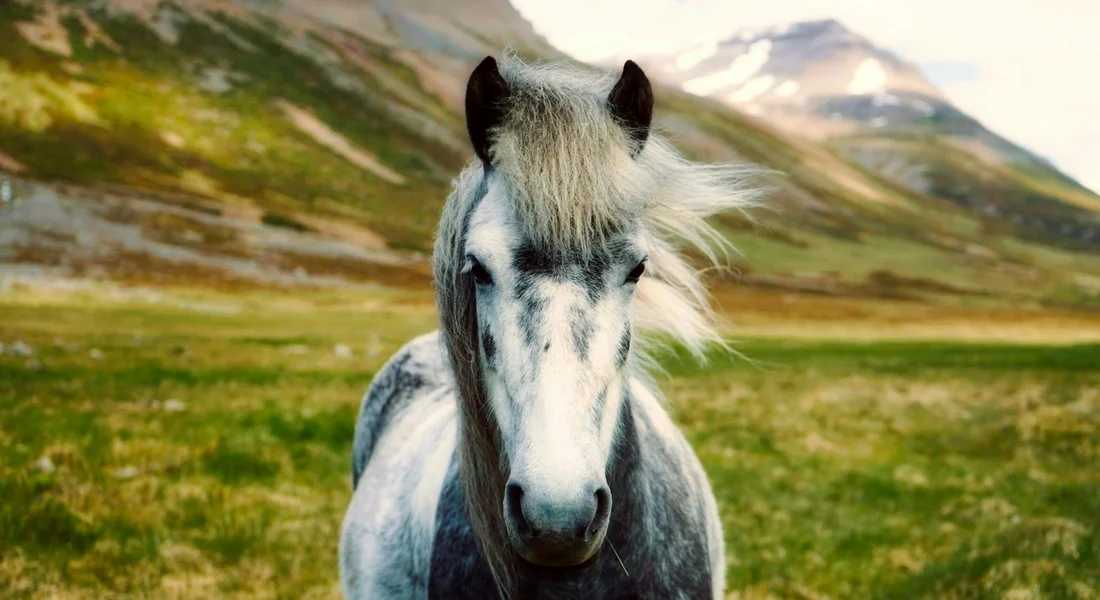 Close-up of a gray horse with a windswept mane standing in a green meadow with mountains in the background.