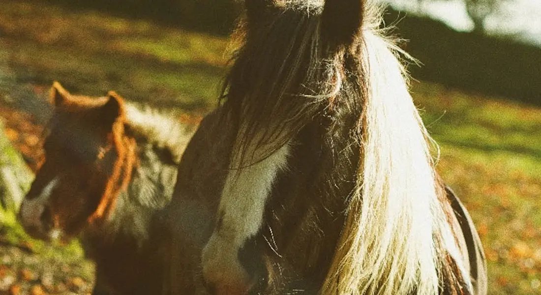 Close-up of two horses in a sunlit field, with the foreground horse's long mane in focus and the other horse softly blurred in the background.