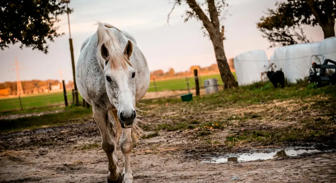 Gray horse walking toward the camera on a muddy farm path at sunset with fields and farm equipment in the background