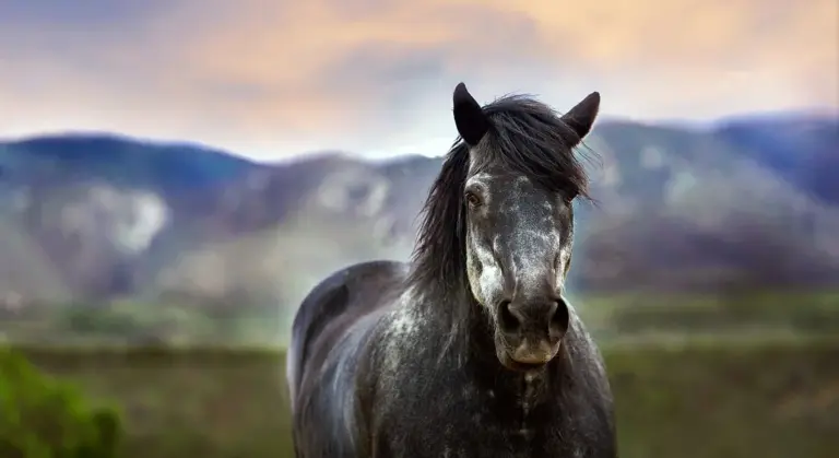 A dark gray horse facing the camera in a grassy field with distant mountains and a pastel sunset.