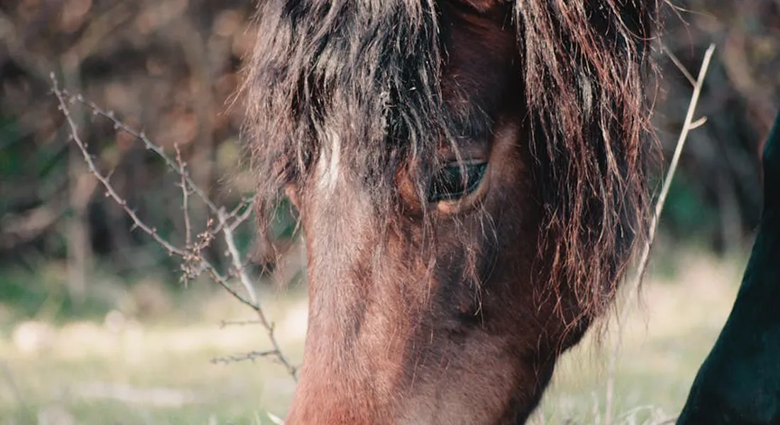 Close-up of a horse's head in a muddy pasture