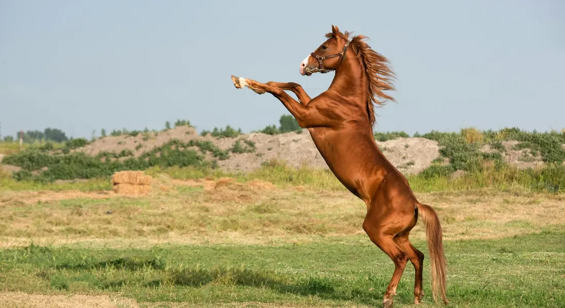A horse rears on its hind legs in an open field, highlighting the powerful hindquarters and upper body muscles used in movement.