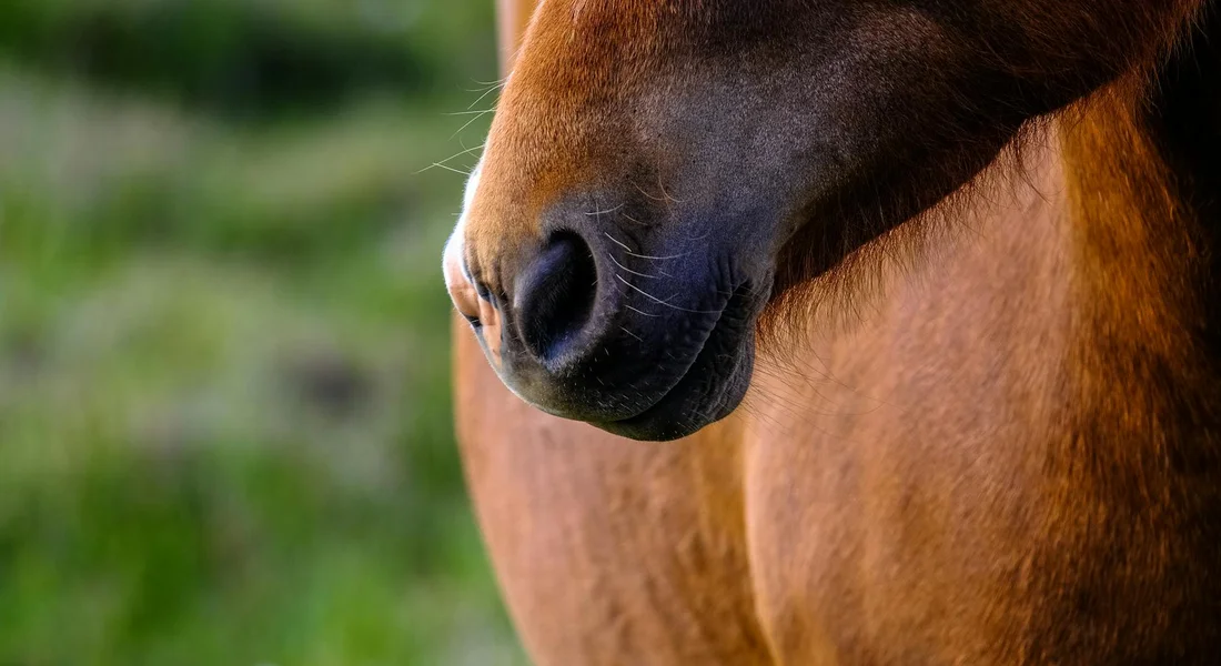 Close-up of a horse's muzzle and neck, preparing to lunge in a grassy paddock.