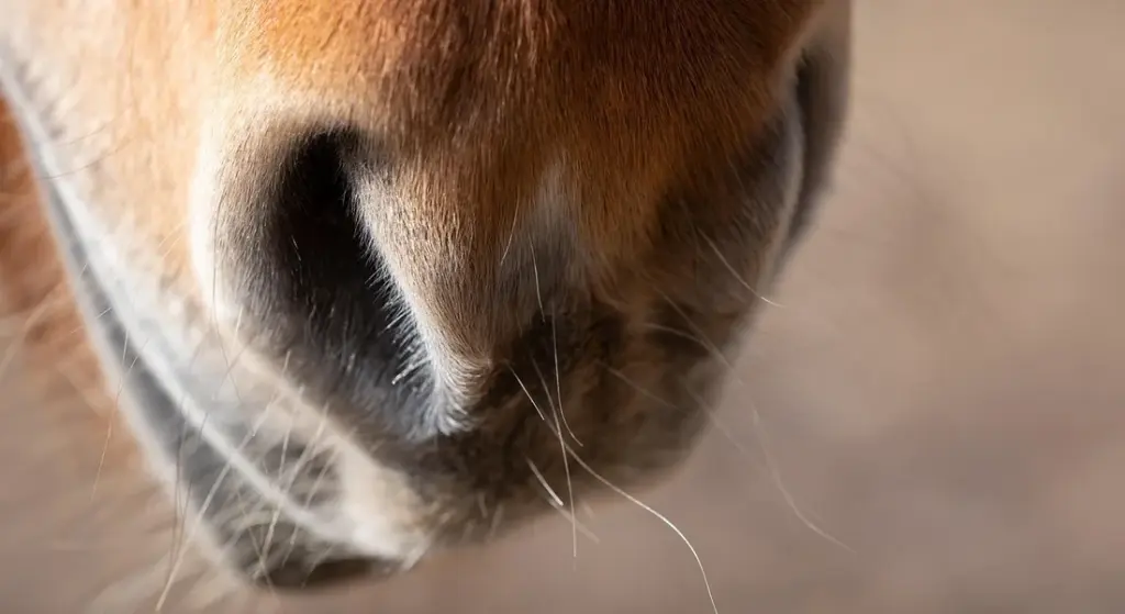 Stop Your Horse from Eating Inappropriate Items: Practical Barn-Tested Solutions