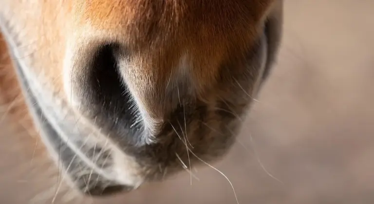 Close-up of a horse's muzzle with whiskers