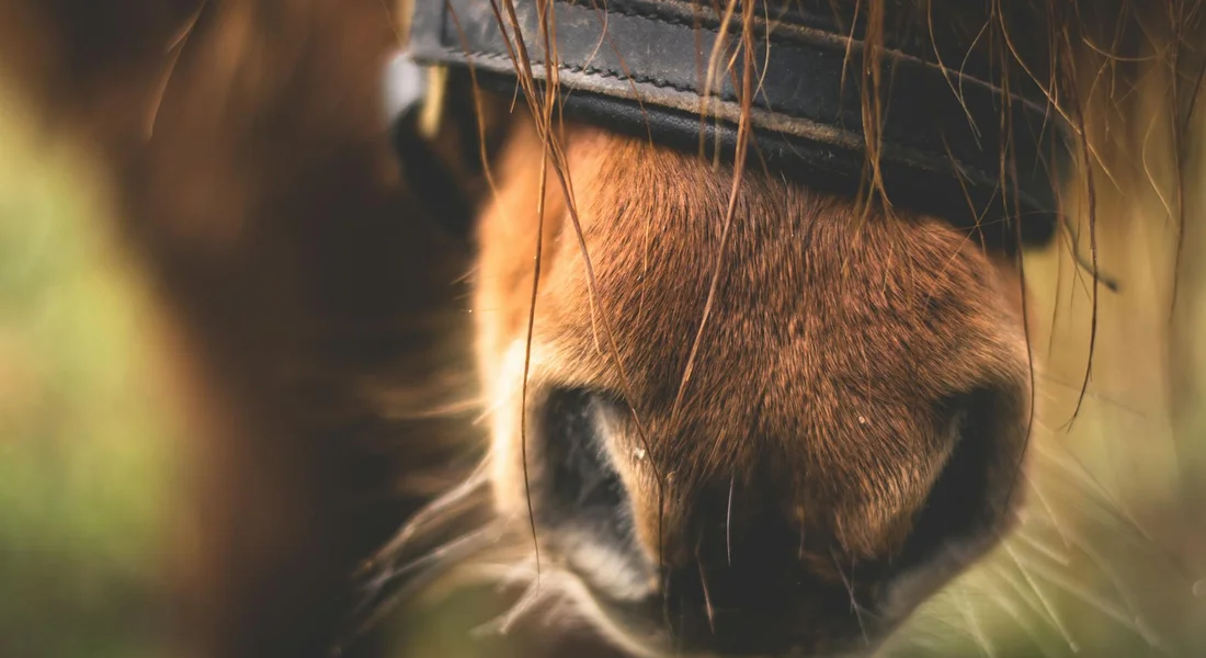 Close-up of a horse's muzzle and nostrils with a bridle across the nose, blurred background