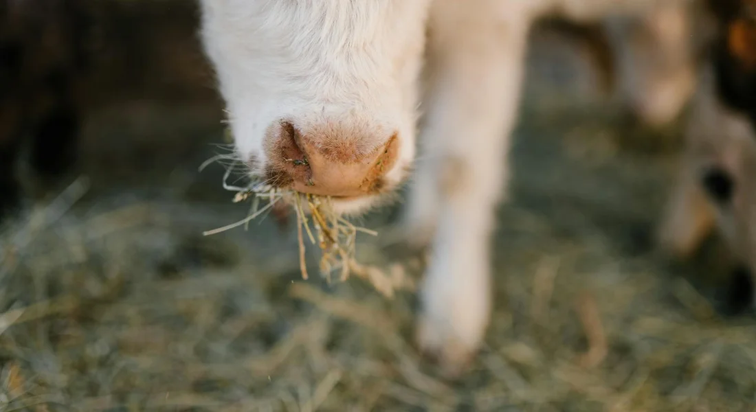 Close-up of a horse's muzzle with hay in its mouth