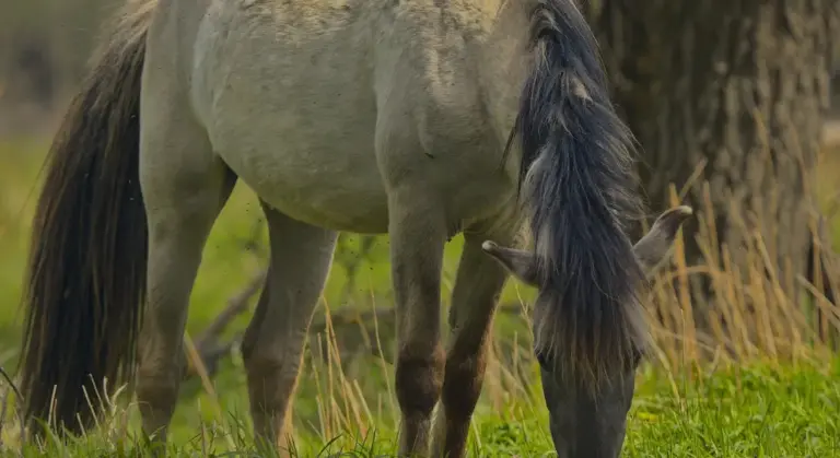 A gray horse grazing in a grassy meadow with trees in the background.