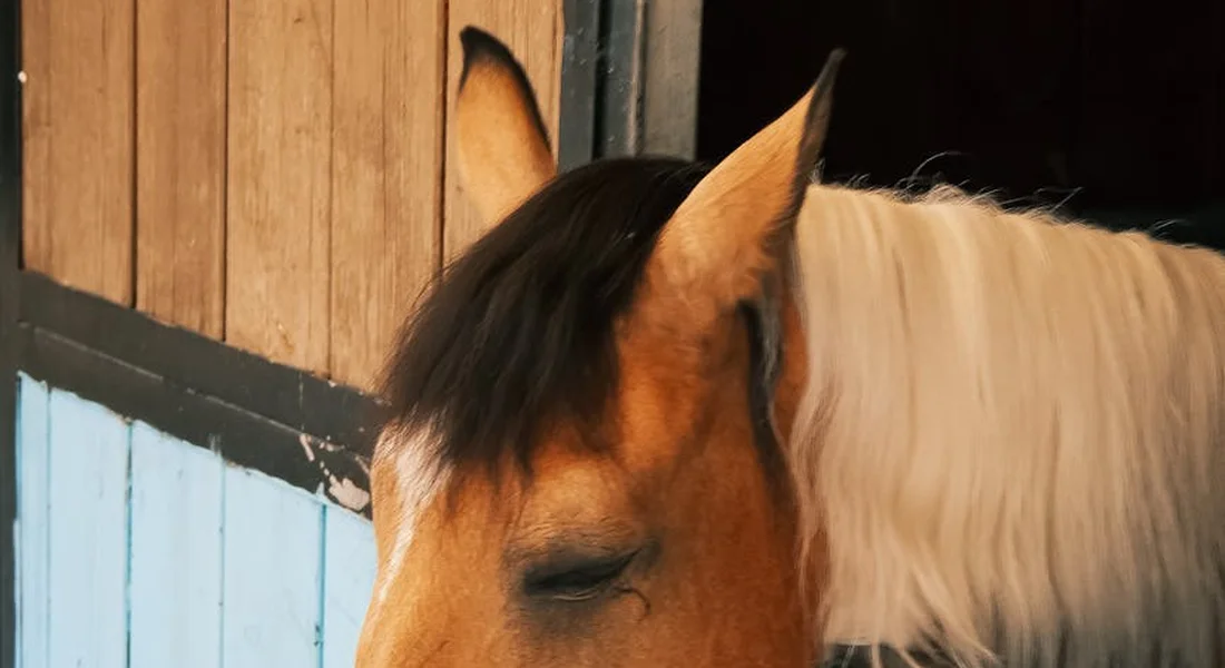 Close-up of a horse's head near a stall opening with wooden walls and blue paneling.